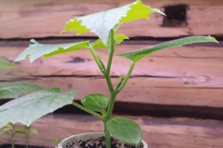 Ошибки при выращивании огурцов в домашних условиях: как избежать неудач