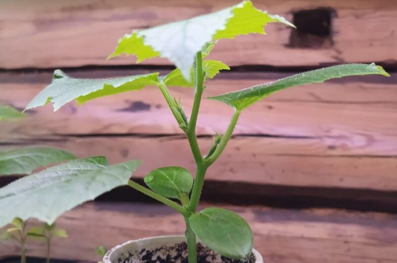 Ошибки при выращивании огурцов в домашних условиях: как избежать неудач