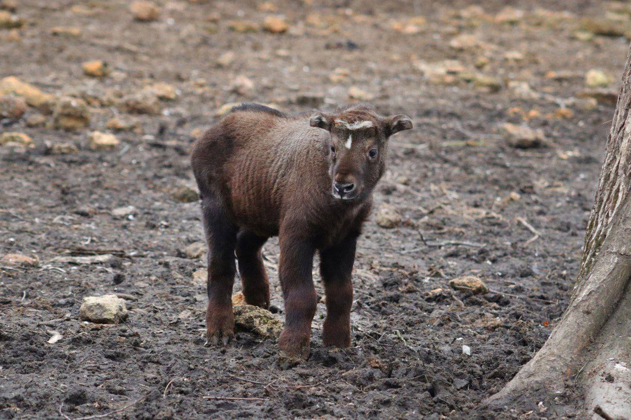 Такину мишми Задире из Ростова исполнился год