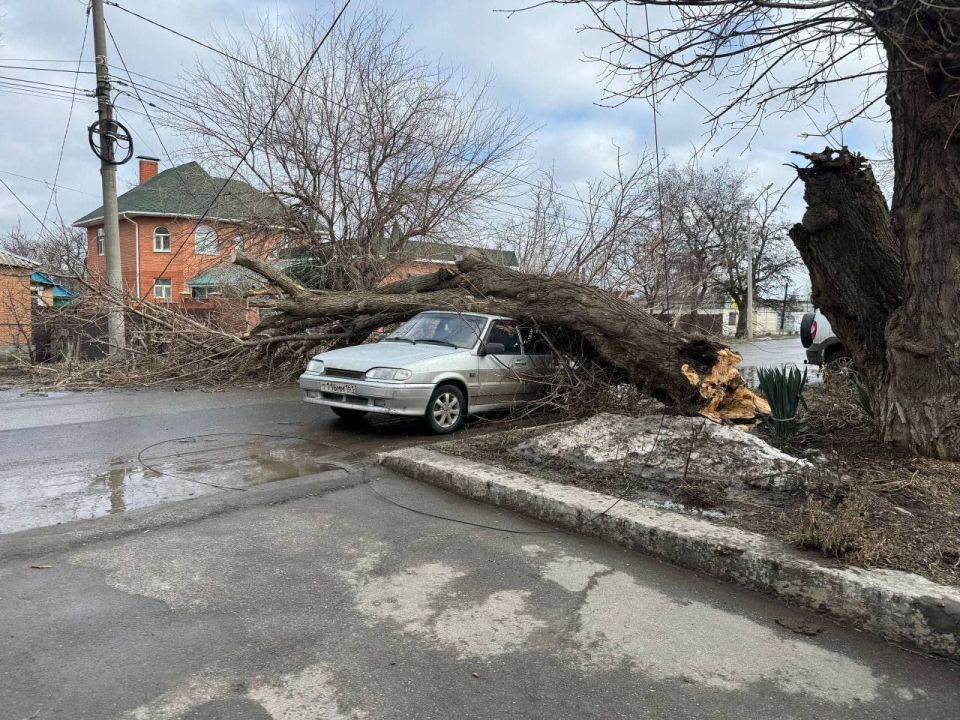 Деревья падают по всей Ростовской области из-за сильного ветра