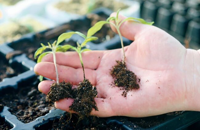 Черная ножка у рассады: 5 простых шагов, чтобы спасти всходы за несколько дней