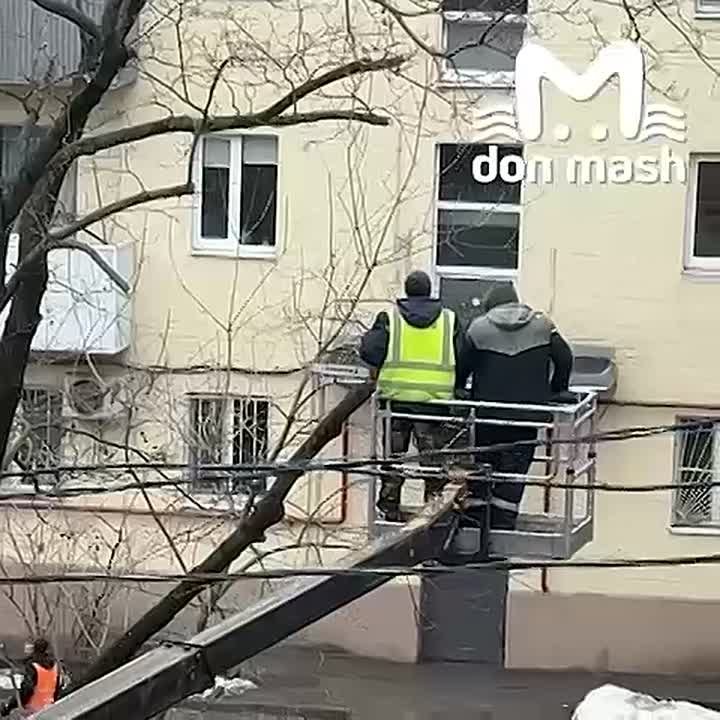 Ростовчане жалуются на спил здоровых деревьев в центре города