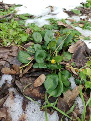Запахло весной! Чуть солнце пригрело, первенцы сказали зиме: "пора сворачиваться!"
