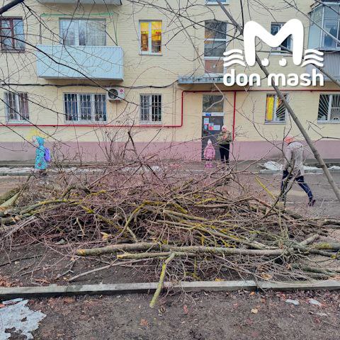 Ростовчане жалуются на спил здоровых деревьев в центре города Ростовчане жалуются на спил здоровых деревьев в центре города