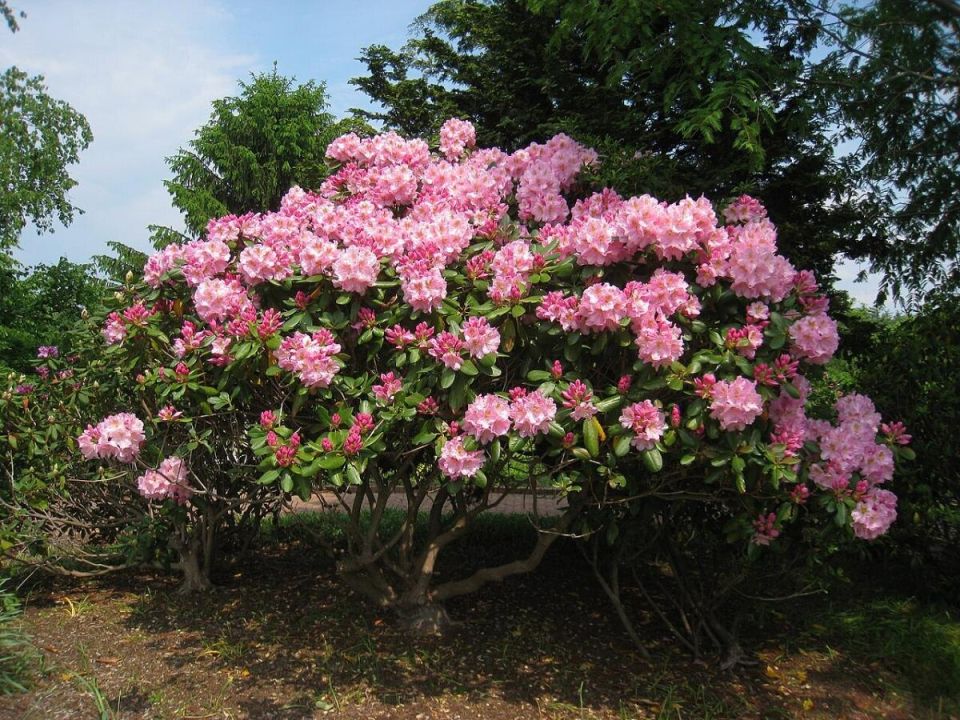 ��� ��������� ������������ �����: ������� ����� ��� ������� ��������