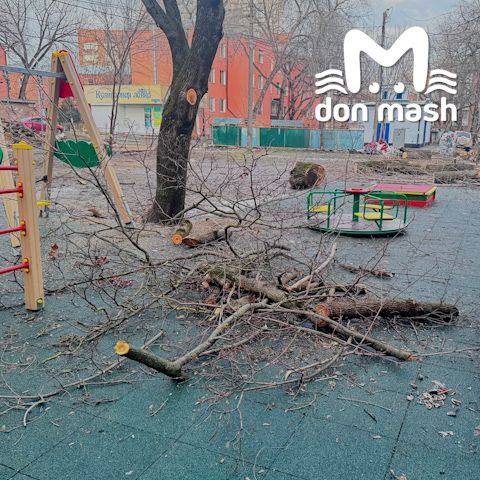 Ростовчане жалуются на спил здоровых деревьев в центре города Ростовчане жалуются на спил здоровых деревьев в центре города