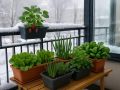 Как создать уютный зимний сад на подоконнике: советы по уходу за комнатными растениями
