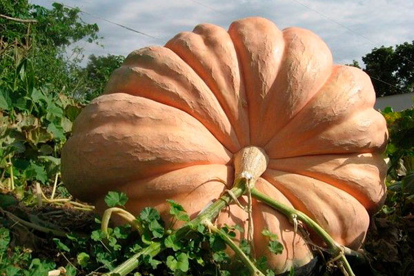 Как вырастить тыкву Атлантик гигант: полное руководство