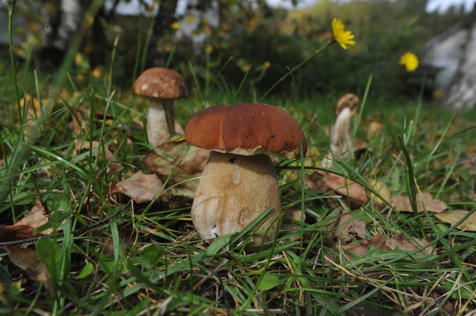 Кировские грибы начинают экспорт в Беларусь