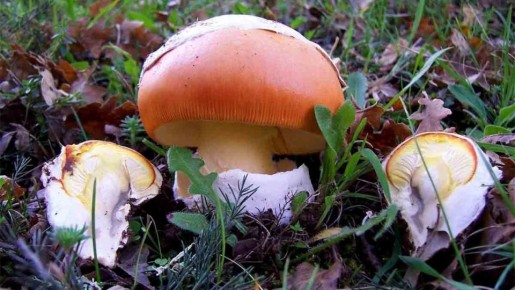 Необычный вкус: цезарские грибы на вашей тарелке