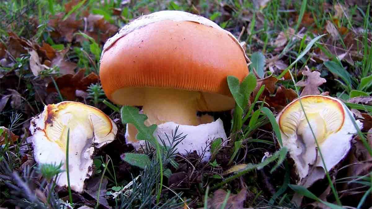 Необычный вкус: цезарские грибы на вашей тарелке