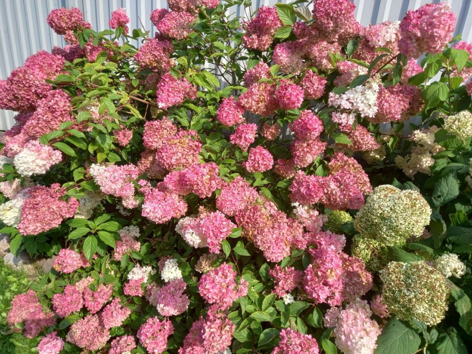 ��������� �������� ���������� ��� ������ �������: ��� �������