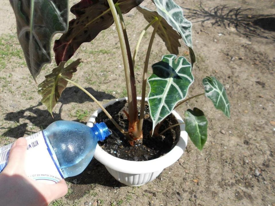 ��� ��������� ��������� �� ���������: ������� ��� ������� ������ � ����� ����