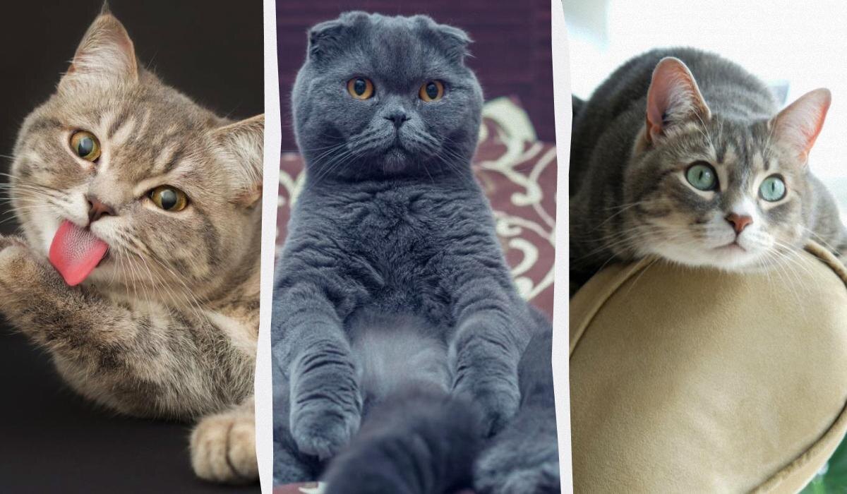 Кошачьи компаньоны: 5 пород, которые завоюют ваше сердце