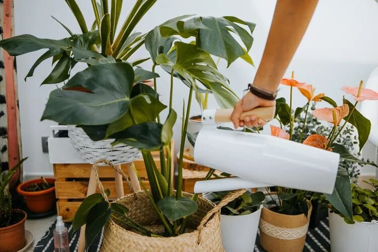 Как зелень может преобразить ваш дом: три идеальных комнатных растения