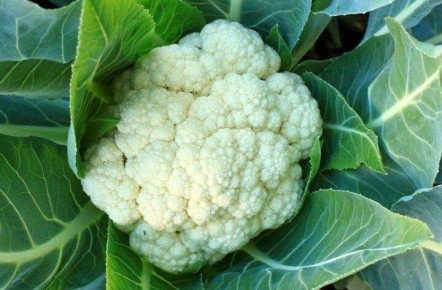 Как сохранить цветную капусту в жару: три главных совета