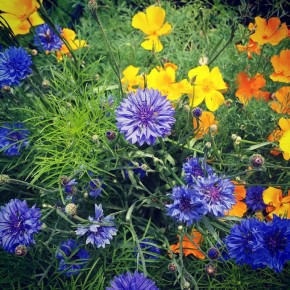 Как создать идеальные клумбы из однолетников: советы и идеи