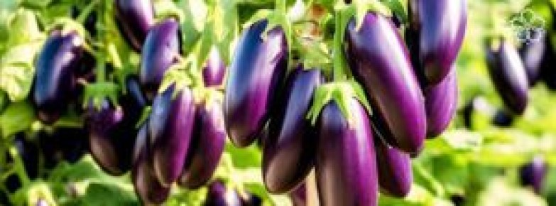 Как вырастить баклажаны: советы по уходу и сорта для вашего огорода