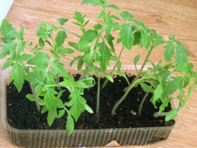 ��� �������� ������������ �������: �������� ������ ��� ��������