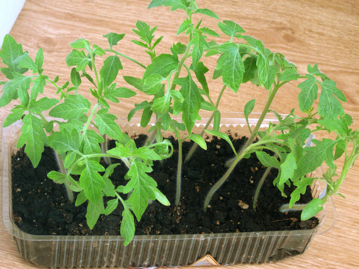 Как укрепить вытянувшуюся рассаду: полезные советы для дачников