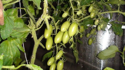 Как провести вторую подкормку томатов для максимального урожая