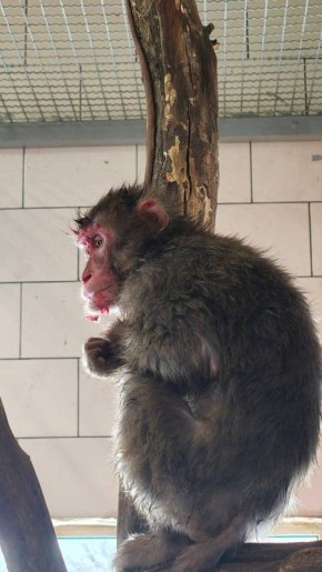 В парке «Малинки» произошла драка между взрослыми макаками, им потребовалась медицинская помощь