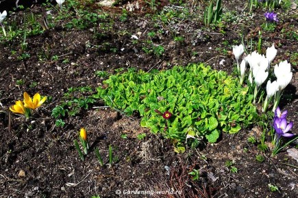 Апрель в саду: что нужно знать, чтобы все успеть