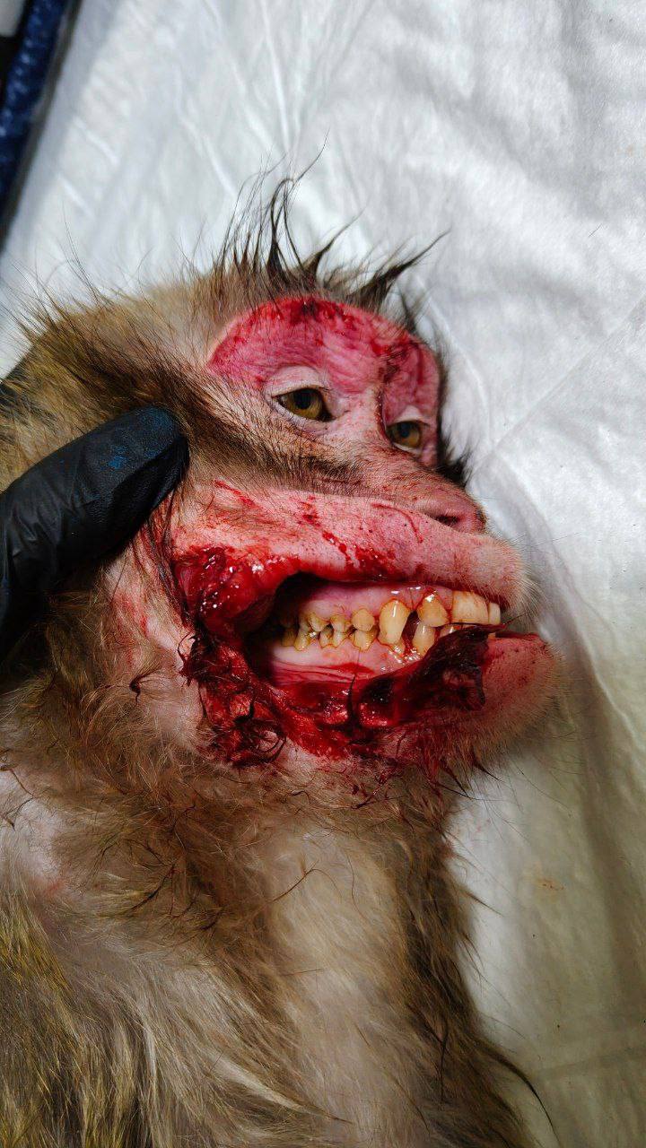 Макаки из парка «Малинки» попали на операционный стол после ночных разборок Макаки из парка «Малинки» попали на операционный стол после ночных разборок