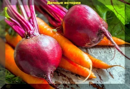 Как сохранить урожай моркови и свеклы до следующего сезона