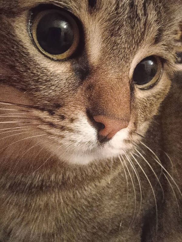 Анна Долгарева: Друзья, тут такое дело.. У моей подруги, чудесной талантливой поэтессы Лены Перминовой из Ростова-на-Дону заболел кот Орфей. И лечат, и лечат, и Лена уже что могла отнесла в ломбард, но еще надо оперировать...