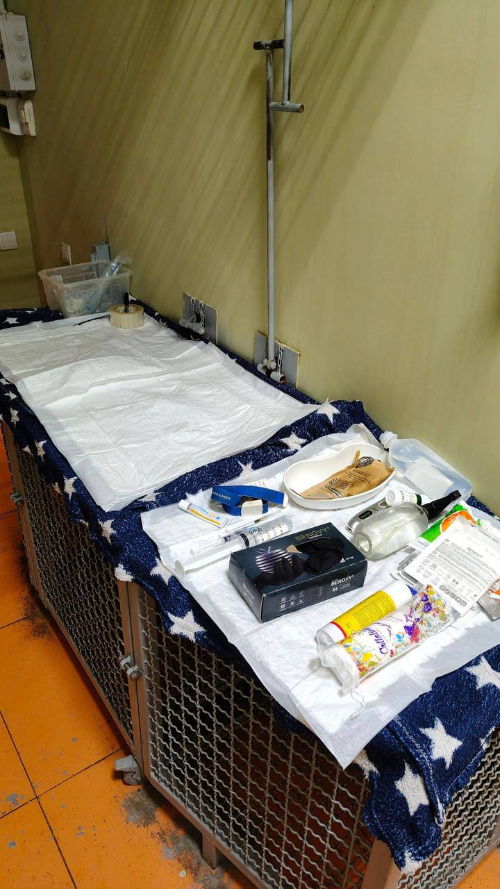 В парке «Малинки» произошла драка между взрослыми макаками, им потребовалась медицинская помощь В парке «Малинки» произошла драка между взрослыми макаками, им потребовалась медицинская помощь