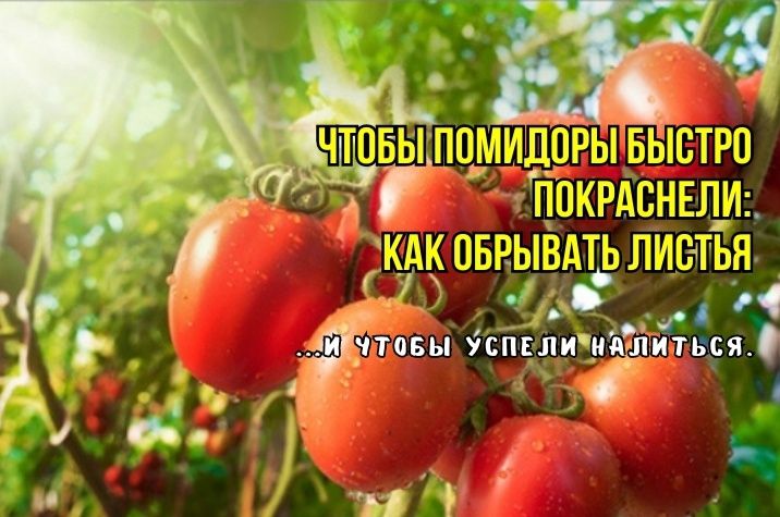 ��� �������� ������ �� ������� � ������� ��� �������� ����������: ��� ������ ������