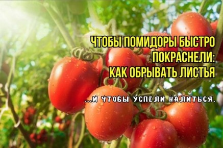 ��� �������� ������ �� ������� � ������� ��� �������� ����������: ��� ������ ������