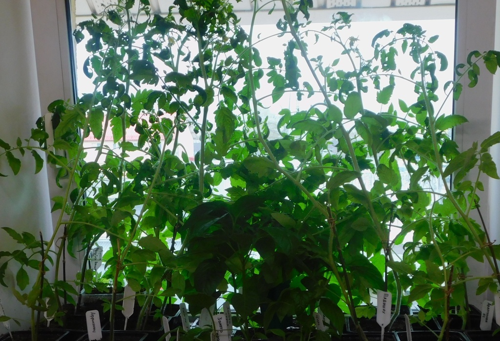 Как предотвратить жирование рассады овощей и улучшить урожай