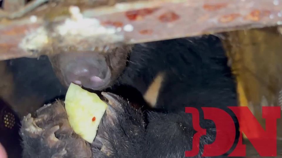 Гималайская медведица, лишённая людьми клыков, поселится в парке «Малинки»