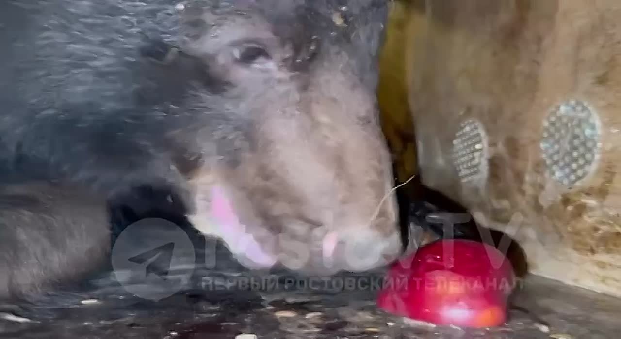 Из Владивостока на Дон переехала медведица Маша