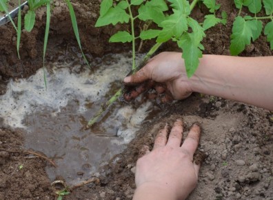 Эффективные способы высадки переросшей рассады томатов в теплицу