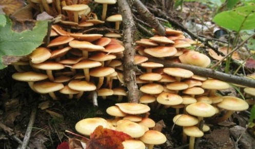 ��� ������������ ����� �� ����: ������� � ������� �������