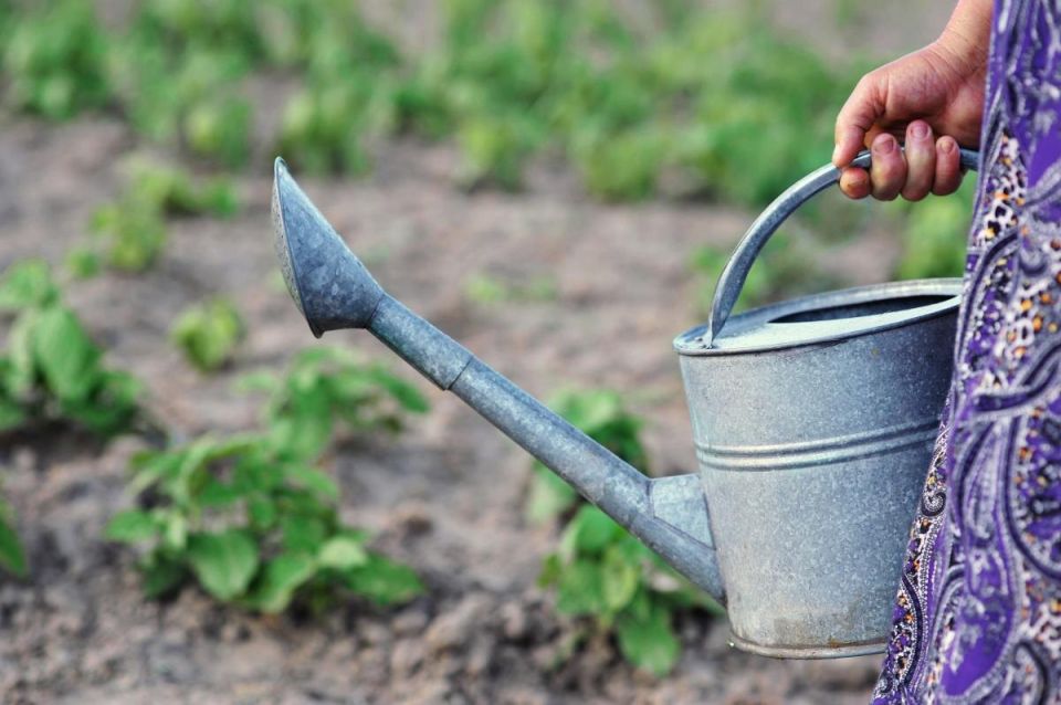 ����� ������� � ��������: ������ ������ ��� ��������