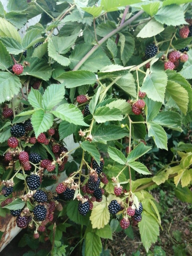 Зачем нужна осенняя мульчировка и какие растения требуют внимания