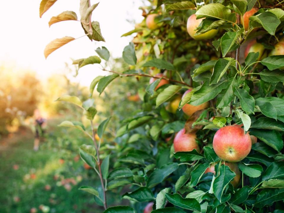 ������� ��������� ����� �� �������� � �������: ��� ���������� ������� ������