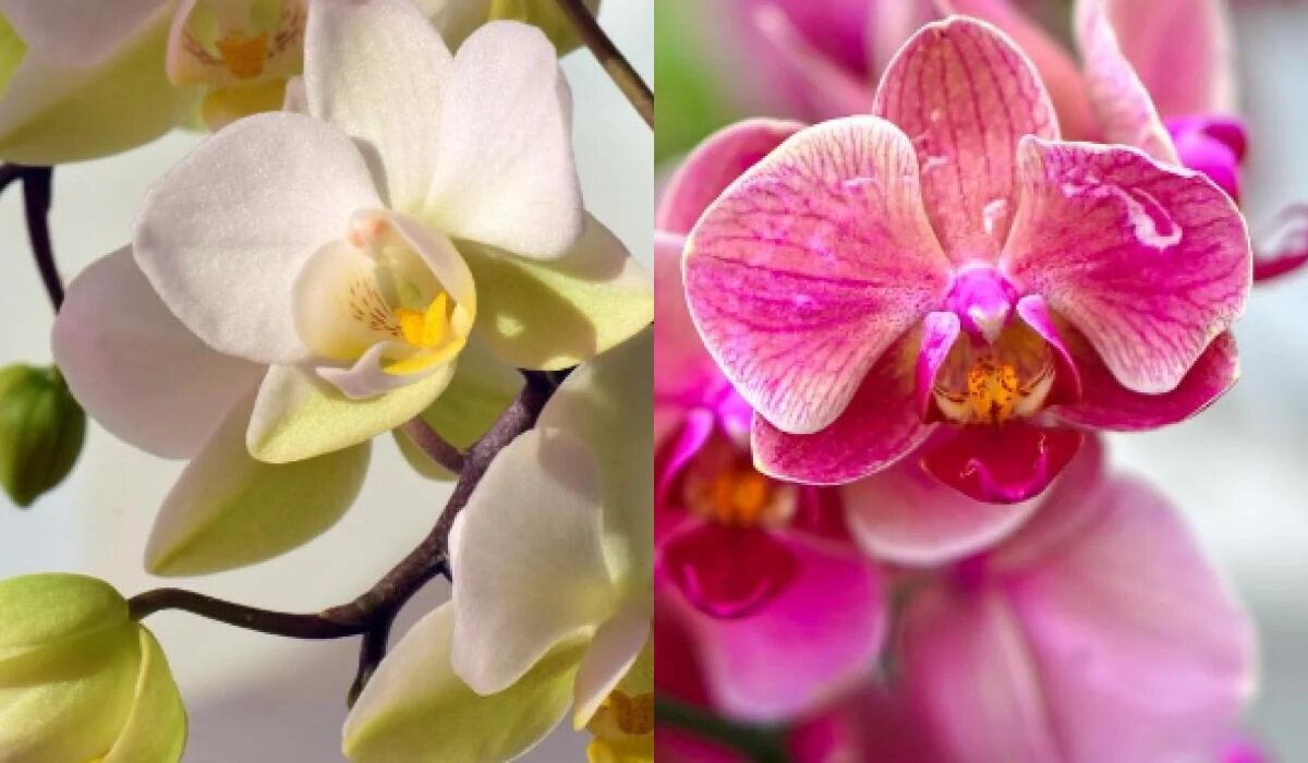 Как обрезка может помочь орхидее зацвести раньше