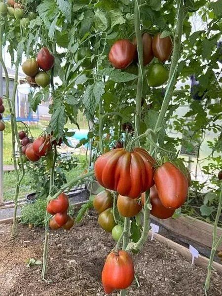 ����� �������: ������� ��������� ����������� ��������� ������