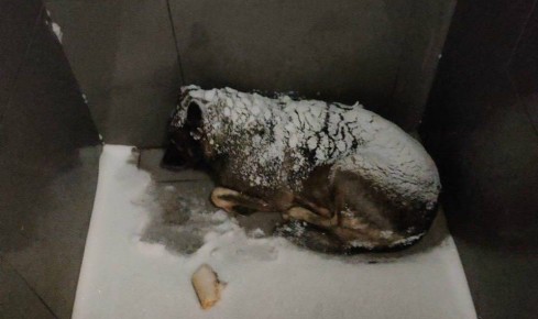 Ростовчане «отменили» «Додо Пиццу» из-за увольнения курьера, укрывшего собаку