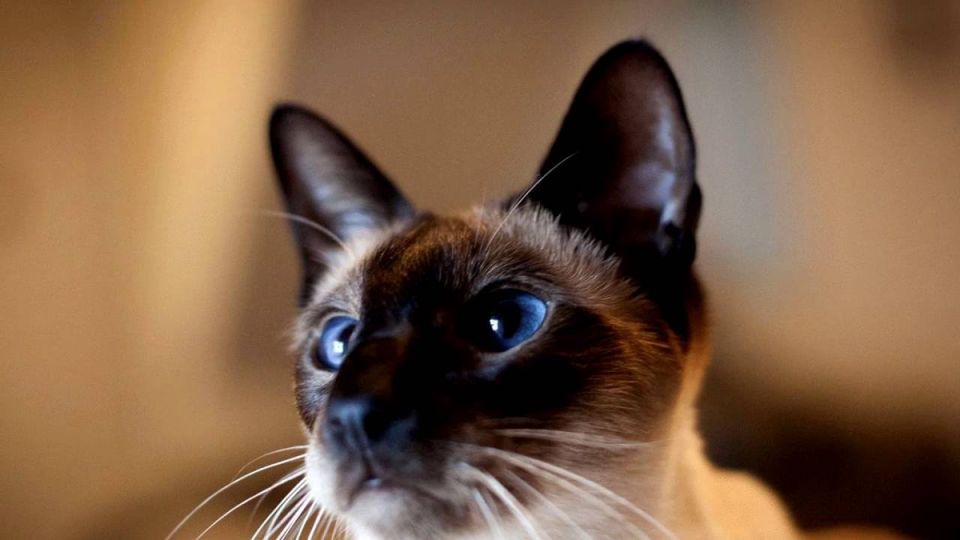 �����������, �������� � ��������: ������ �����, ������� ����� ������ ������