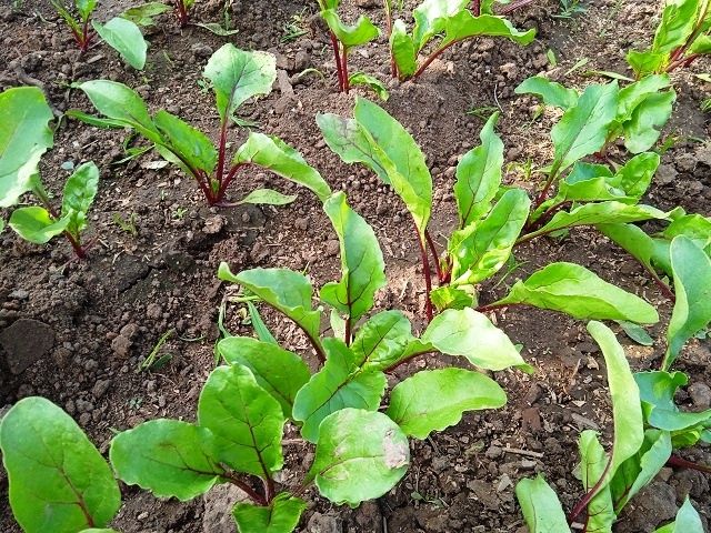 ��� ��������� ��������� �� ������� � ����: ������ �� ��������� � ������������