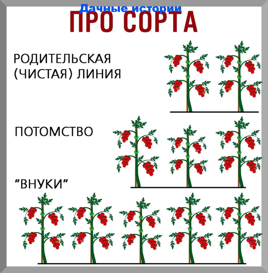 Сорта против гибридов: что выбрать новичкам в огороде?