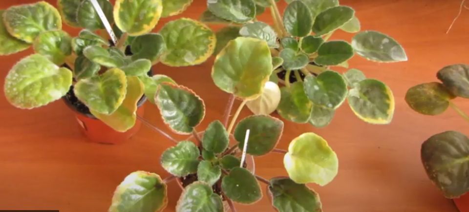 ������ ���������� ����� ����� ����� �������� ������ ����� ��������