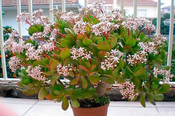 ��� ��������� �������� ������ ������: ������� � ������