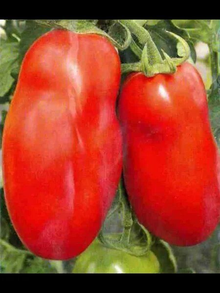 ��������������� ����� ������� ��������: ������� ����������� � �������� ����